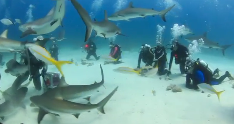 Shark tourists in the Bahamas.